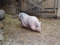 Gorje 086  GoogleUploaded